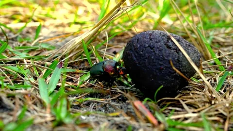 Shiny green dung beetle rolling large organic ball of waste across grassy forest Stock Footage 343696471