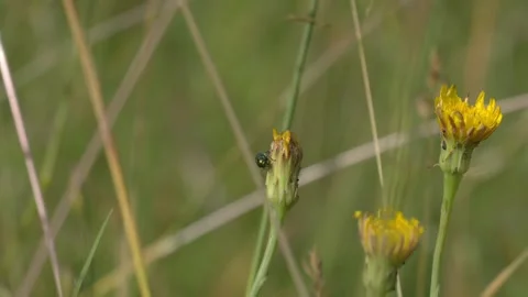 Shiny Green Leaf Beetle Resting on Meadow Hawkweed Bud - 4K Slow Motion Shot Vídeos de archivo 336184735
