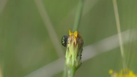 Shiny Green Leaf Beetle Walking on Meadow Hawkweed Bud - 4K Slow Motion Shot Vídeos de archivo 336184899