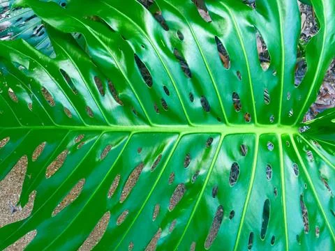 Shiny green leaf Stock Photos