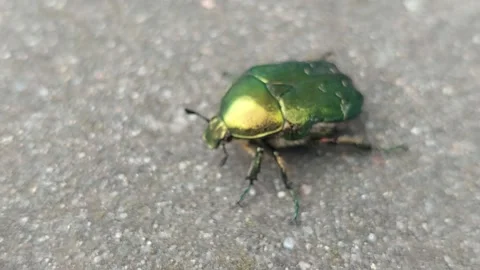Shiny green rose chafer beetle crawling on concrete ground Stock Footage 336901586