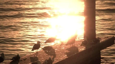 Shiny Gulls Stock Footage 944385