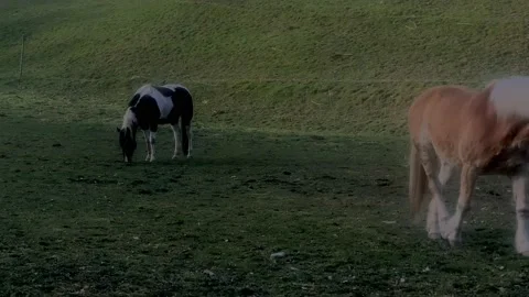 Shiny horses passing by Vidéo 149474919