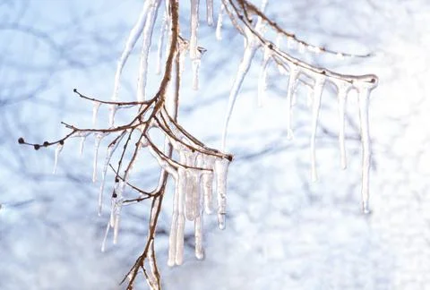 Shiny icicles on the branches of a tree in the sunlight of the first spring.. Stock Photos