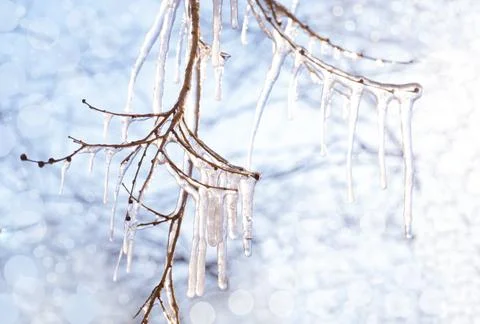 Shiny icicles on the branches of a tree in the sunlight of the first spring.. Stock-Fotos