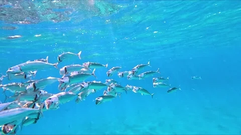 Shiny indian mackerel swimming in front of a colorful coral reef in the red sea Stock Footage 224836598