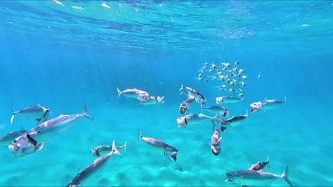 Shiny indian mackerel swimming in front of a colorful coral reef in the red sea Stock Footage 224840524