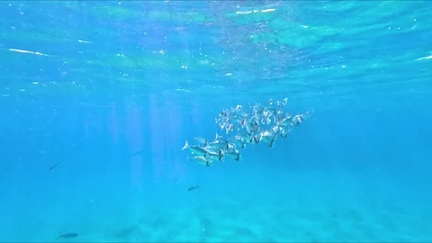Shiny indian mackerel swimming in front of a colorful coral reef in the red sea Stock Footage 224840956