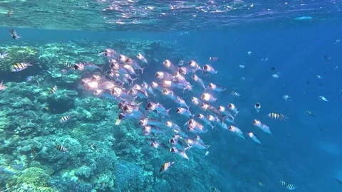 Shiny indian mackerel swimming in front of a colorful coral reef in the red sea Stock Footage 224843524