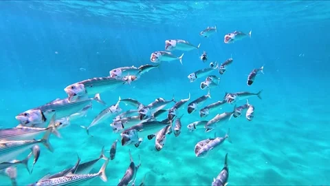 Shiny indian mackerel swimming in front of a colorful coral reef in the red sea Stock Footage 224845929