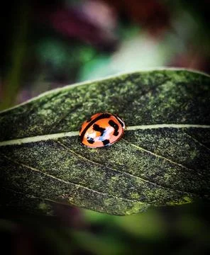 Shiny Ladybug Macro on Textured Leaf Photos