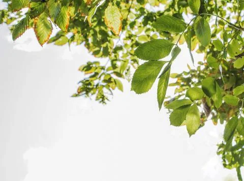 Shiny leafs Stock Photos