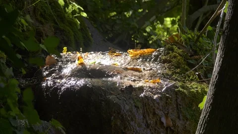Shiny little stream from source with fallen leaves Stock Footage 221577555