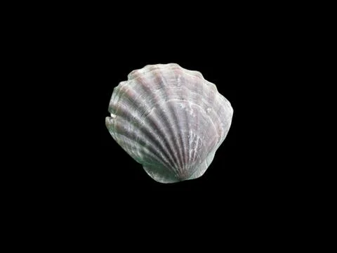 Shiny macro single seashell, isolated on black Stock Photos