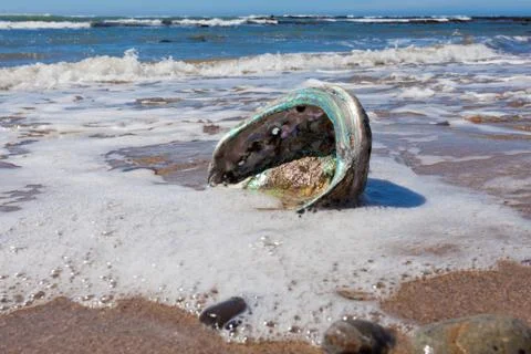 Shiny nacre Abalone shell washed ashore onto beach Stock Photos
