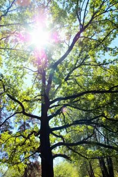 Shiny oak Foto stock
