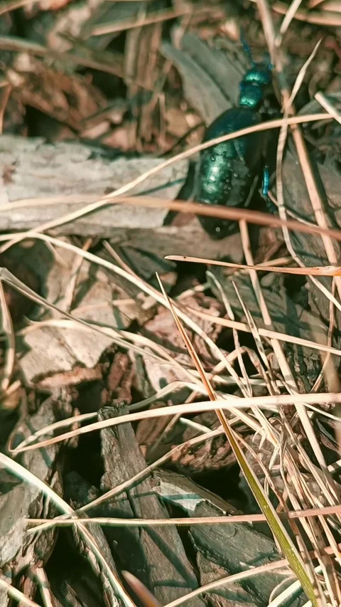 Shiny Oil Beetle Crawling On Forest Floor Covered With Dry Sticks And Leaves. Stock Footage 307963075