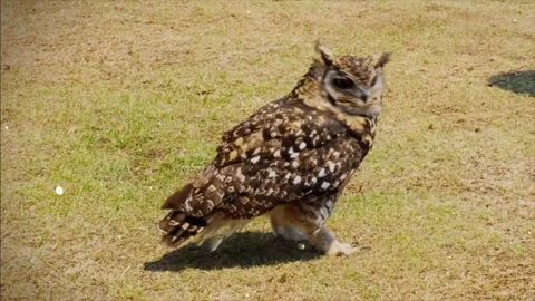 Shiny Particles Flying Around Bird Perched on Branch Looking Around Stock Footage 330233953
