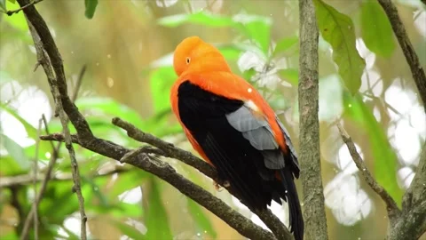 Shiny Particles Flying Around Bird Perched on Branch Looking Around Stock Footage 330234412
