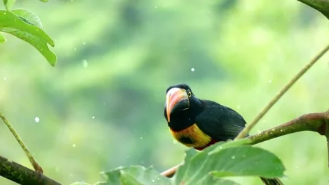 Shiny Particles Flying Around Bird Perched on Branch Looking Around Stock Footage 330234477