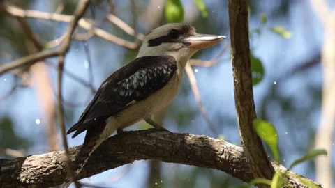 Shiny Particles Flying Around Bird Perched on Branch Looking Around Stock Footage 330234645