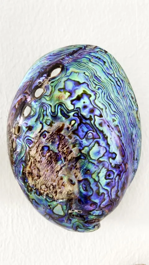 Shiny polished outer shell of Paua abalone shell from New Zealand Stock Footage 343843540