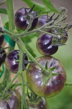 Shiny purple tomatoes Stock Photos