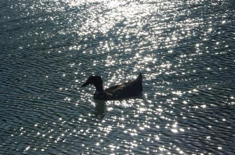 Shiny Quack Stock Photos