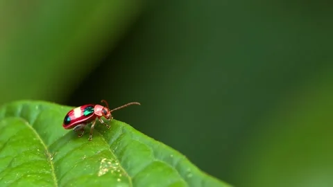 Shiny red beetle resting on green leaf in sunlight Stock Footage 340757671