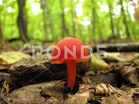 Shiny red mushroom Stock Photos