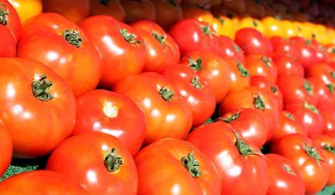Shiny red tomatoes Stock Photos