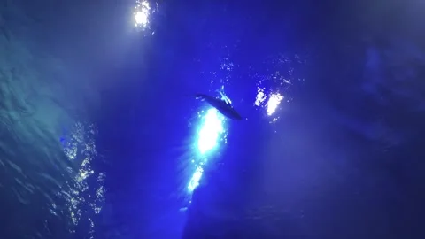 Shiny Reflection of Blue Aquarium Water Stock Footage 243784285
