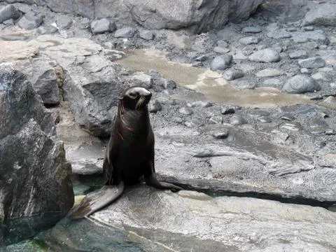 Shiny seal Stock Photos
