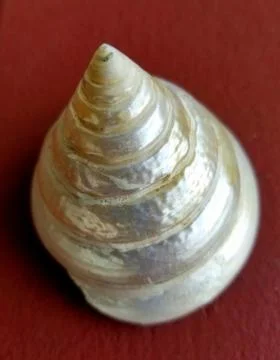 A shiny seashell on a dark maroon background Stock Photos