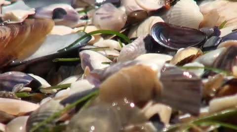Shiny seashells and amphipods Stock Footage
