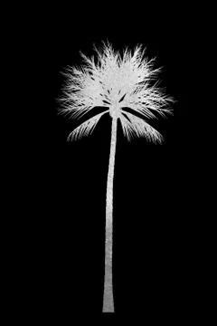 Shiny silver coconut tree isolated on black background. Creative abstract. Stock Illustration