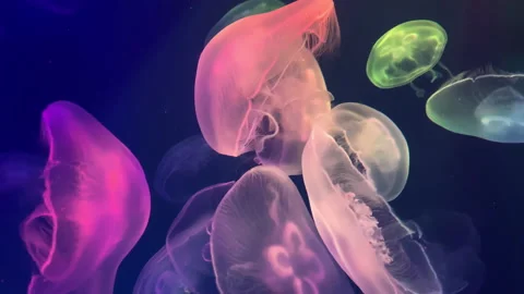 Shiny vibrant fluorescent jellyfish glow underwater. Stock Footage