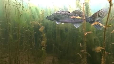 Shiny walleye joins small group in aquatic vegetation Stock Footage 320576010
