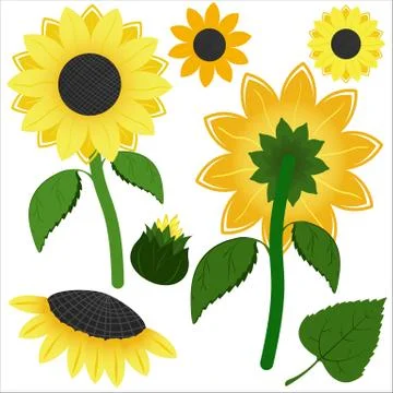 Shiny yellow sunflower element set Stock Illustration