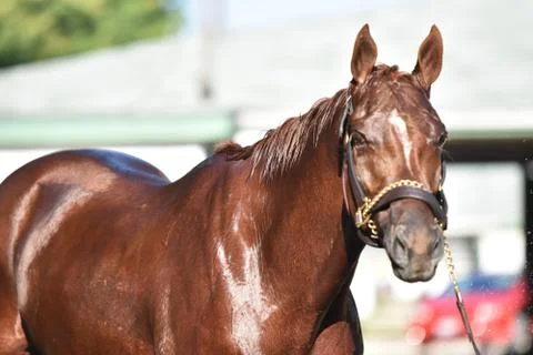 Shinychestnuthorse Stock Photos