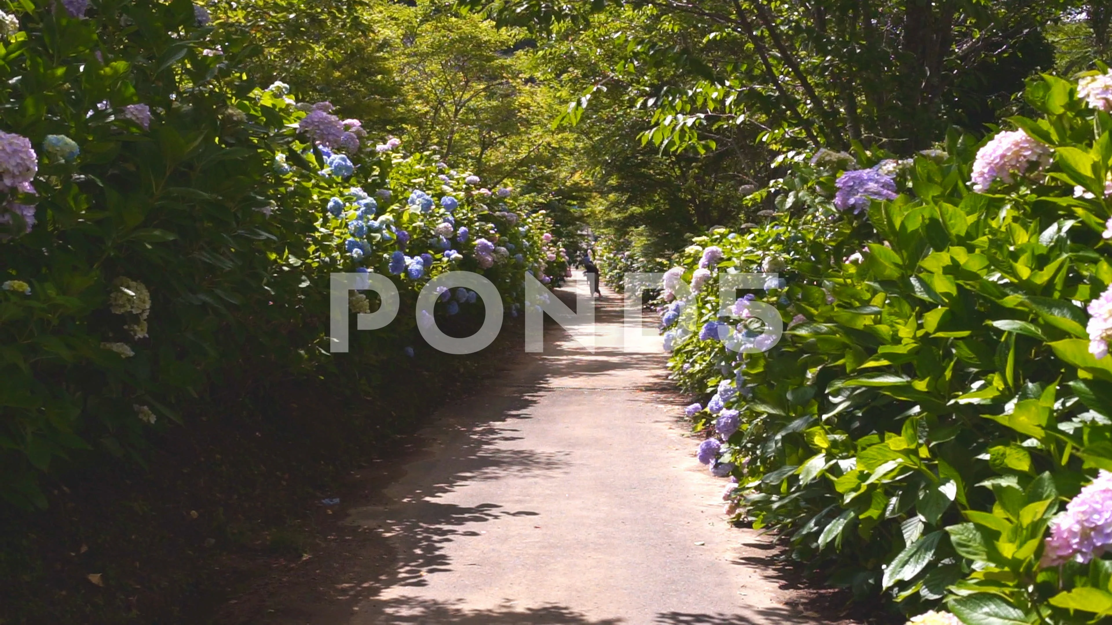 Shionoe Ajisai Flowers Hydrangea And Tou Stock Video Pond5