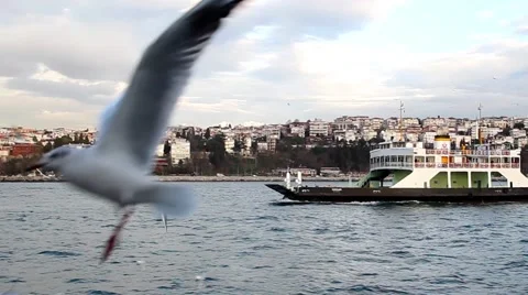 Ship and Flying Seagull 스톡 동영상 40078059
