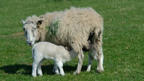 Ship and lamb on field Stock Footage 90511248