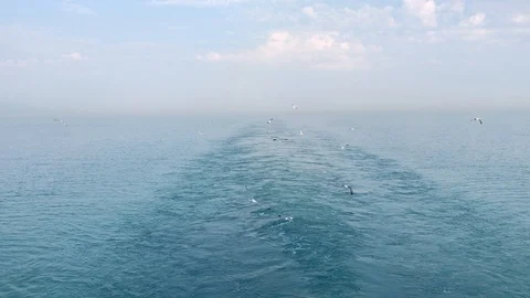 Ship astern (back) waters and seagulls in a single frame Video stock 86501559