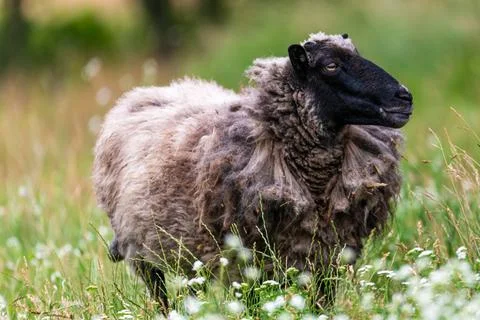 Ship in the meadow Foto stock