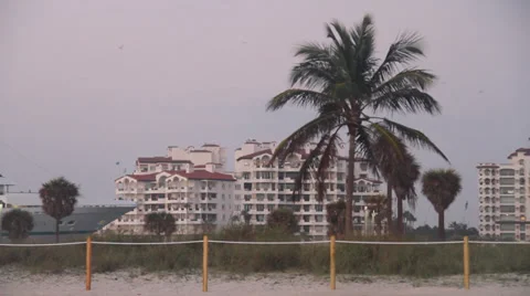 Ship passing by between plan tress and building with sea gulls flying, Miami Stock Footage 39461206