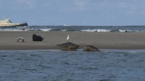 Ship on rough North Sea behind constructed new sandbank with Seals Stock Footage 42686876