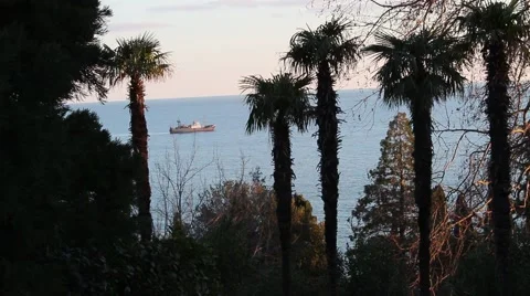 A Ship On The Sea.Trees Silhouettes. Vídeo Stock 46577184