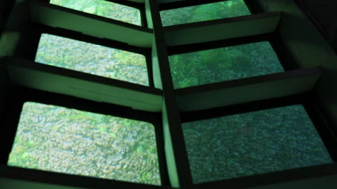 A ship with a transparent bottom. Bathyscaphe Stock Footage 157233796