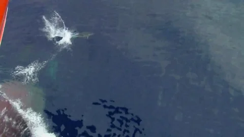 Ship vessel prow with dolphilnes Stock-Footage 69148502
